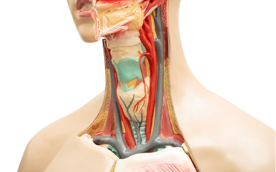 Ignoring Neck Pain? Here’s Why That’s a Dangerous Mistake