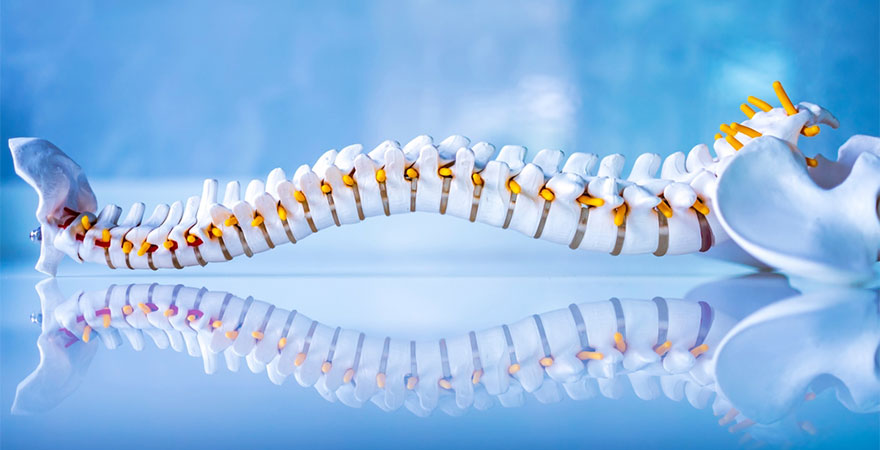 Posture, Pain, and Performance: The Science of Spinal Optimization